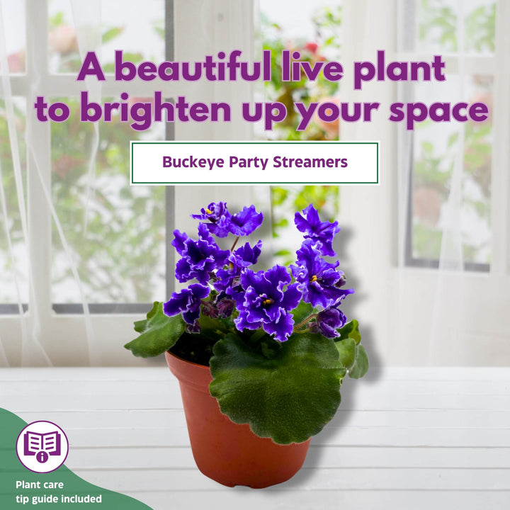 Buckeye Party Streamers African Violet Saintpaulia 4 inch