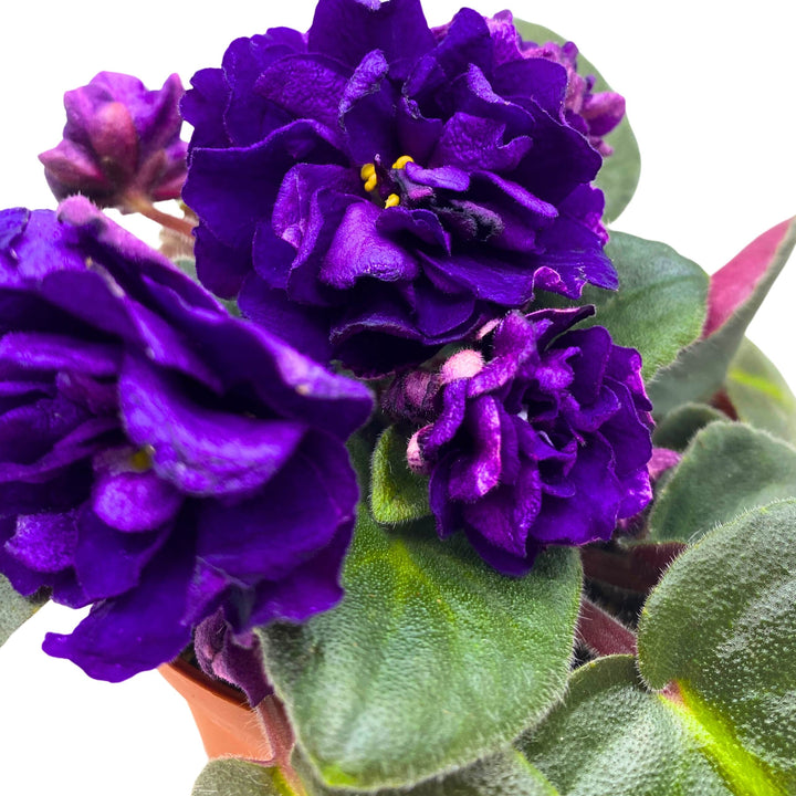 Black Pearl Strike African Violet Saintpaulia 4 inch