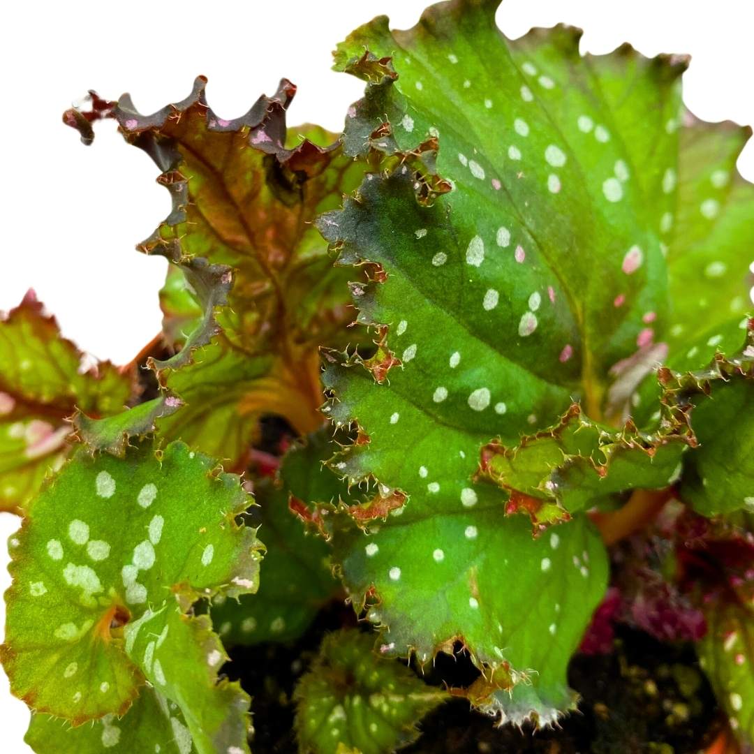 Begonia Rex Harmony's St. Nick in a 4 inch pot