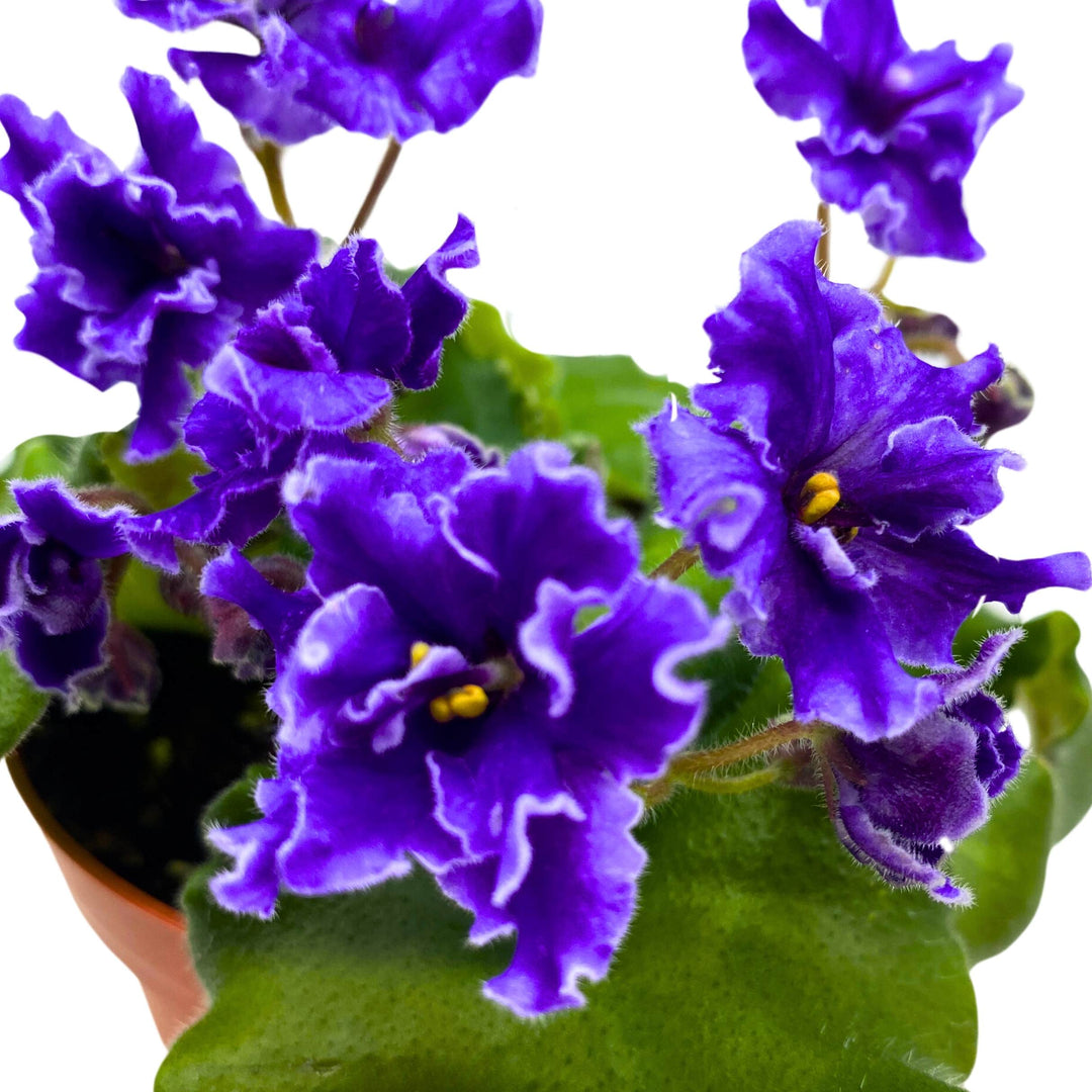 Buckeye Party Streamers African Violet Saintpaulia 4 inch