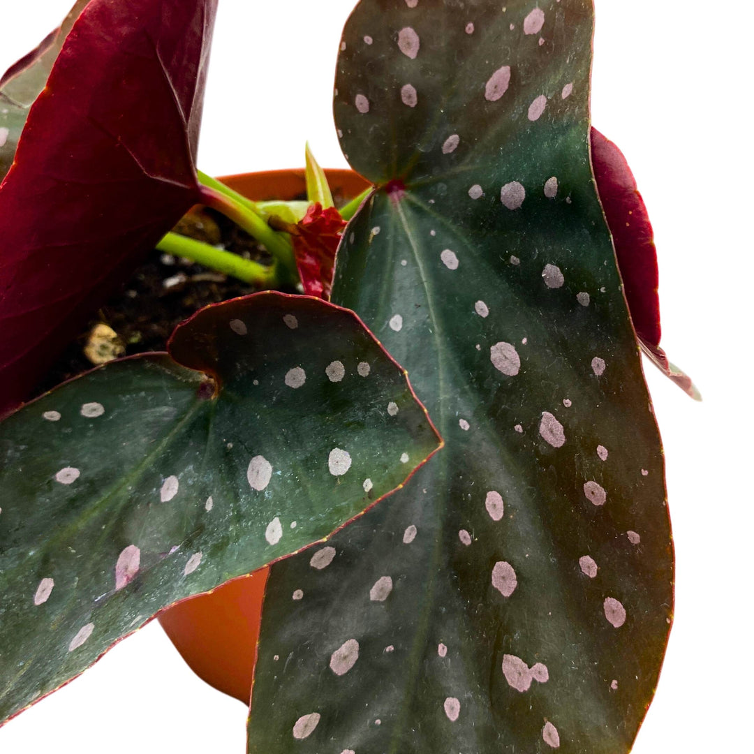 Harmony's Dark Angel Wing Cane Begonia 4 inch Grower's Choice