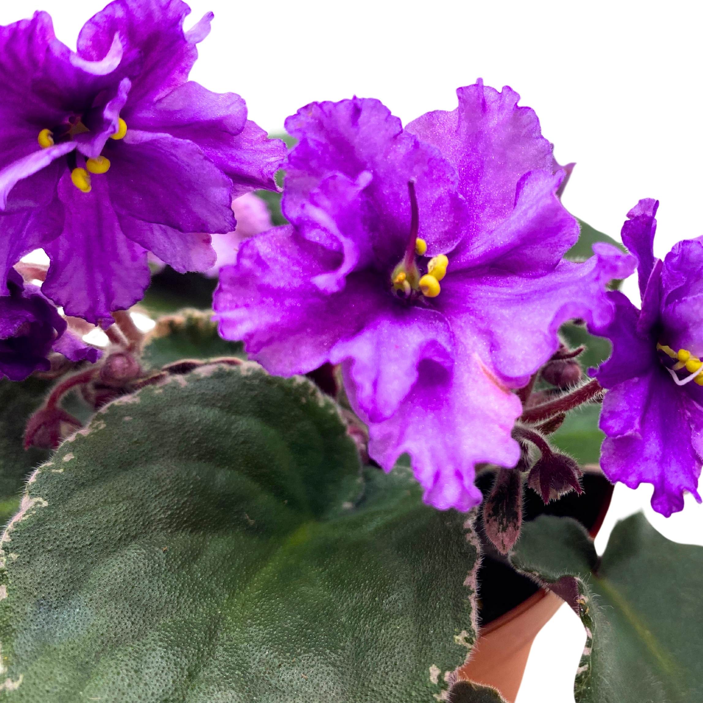 Buckeye Country Gal African Violet Saintpaulia 4 inch – Harmony
