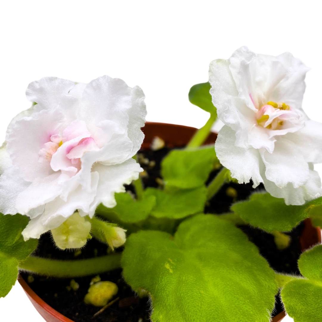 Harmony's In a Flash Variegated African Violet, 4 inch, Saintpaulia Gesneriads