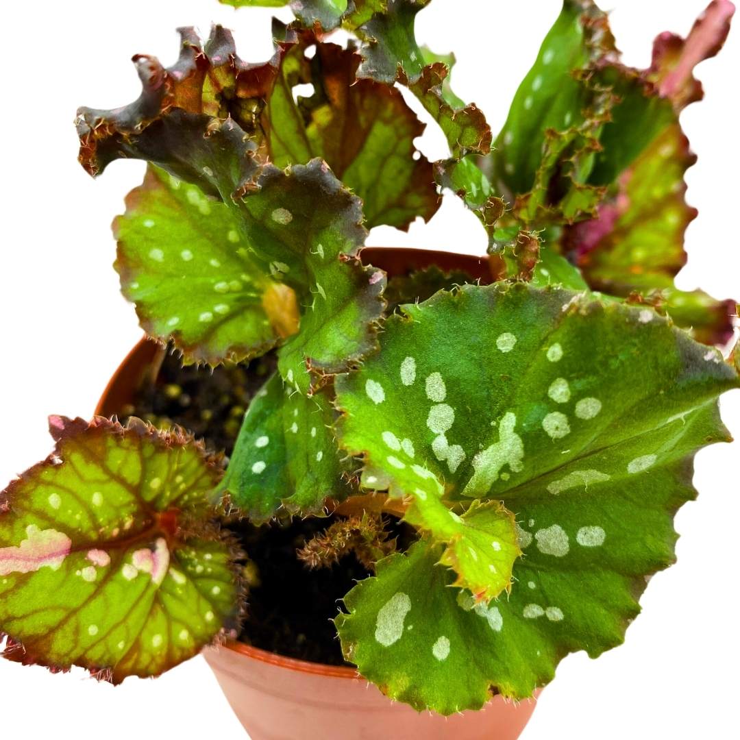 Begonia Rex Harmony's St. Nick in a 4 inch pot