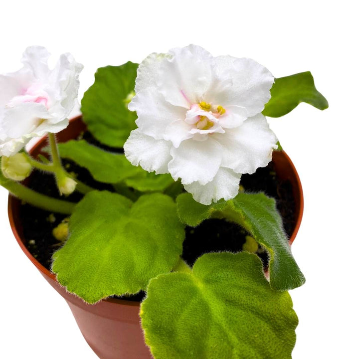 Harmony's In a Flash Variegated African Violet, 4 inch, Saintpaulia Gesneriads