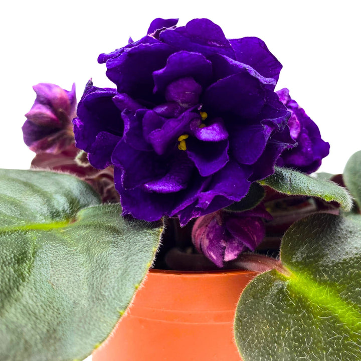 Black Pearl Strike African Violet Saintpaulia 4 inch