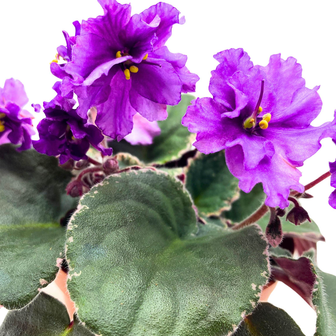 Buckeye Country Gal African Violet Saintpaulia 4 inch