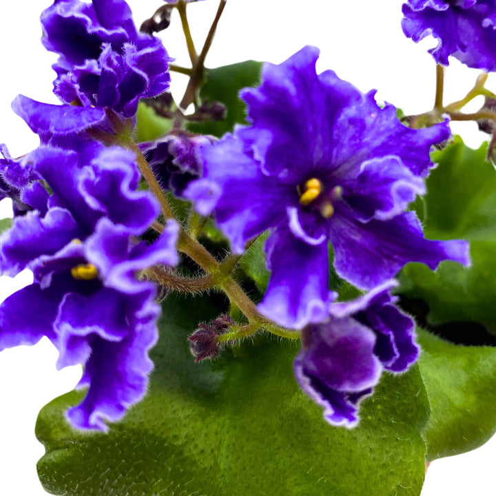 Buckeye Party Streamers African Violet Saintpaulia 4 inch