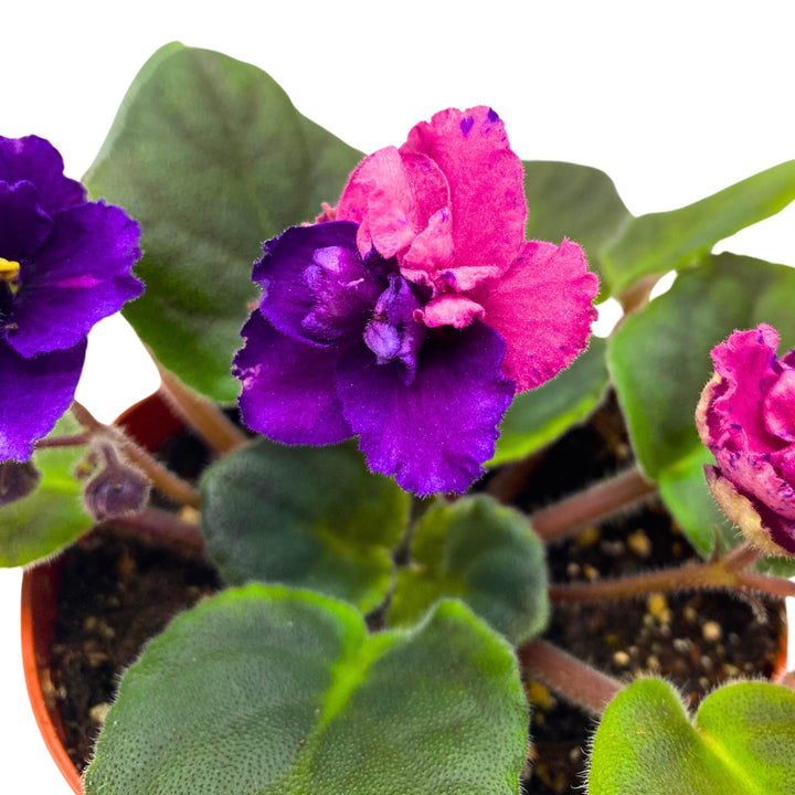 Suncoast Coral Razz African Violet Saintpaulia 4 inch