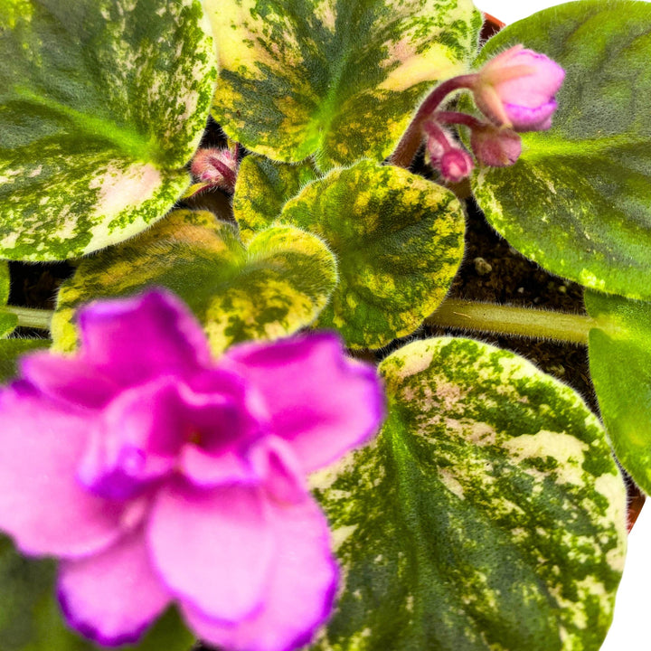 RS Bomond Variegated African Violet Saintpaulia 4 inch