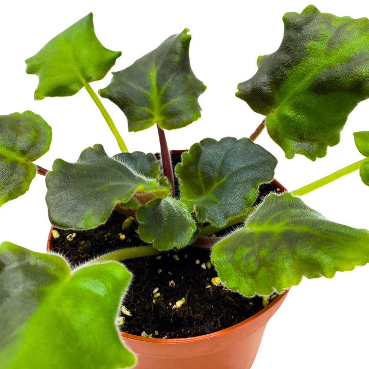 violet money plant African Violet Sparkling Money 4 inch Pink White Flower – Harmony Foliage
