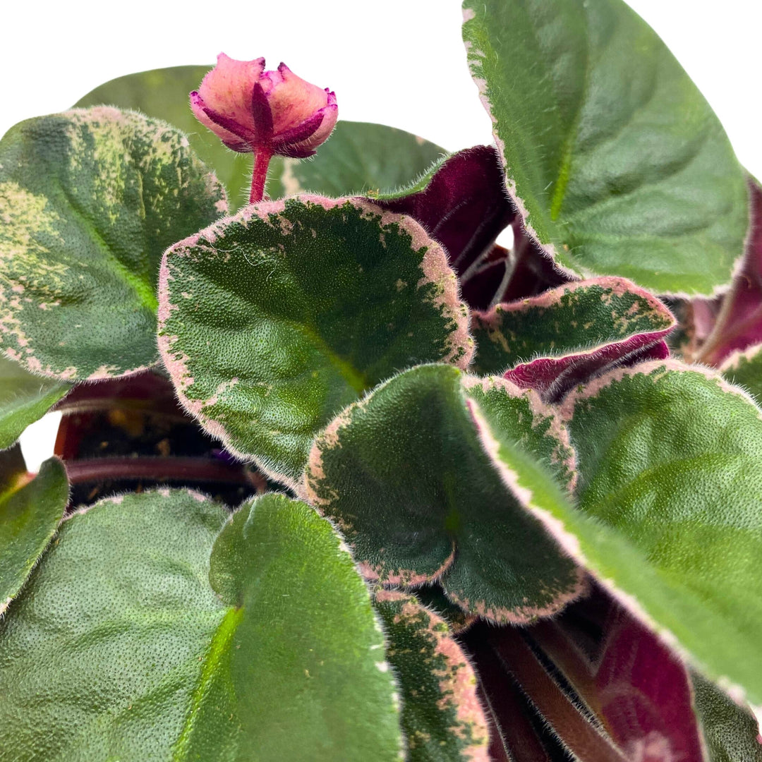 Buckeye Fiesta Variegated African Viole Saintpaulia 4 inch