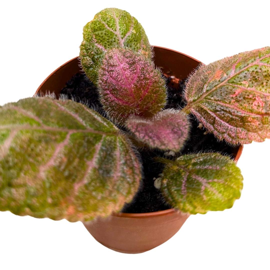 Harmony Foliage Episcia Flame Violet - Thumbnail 2
