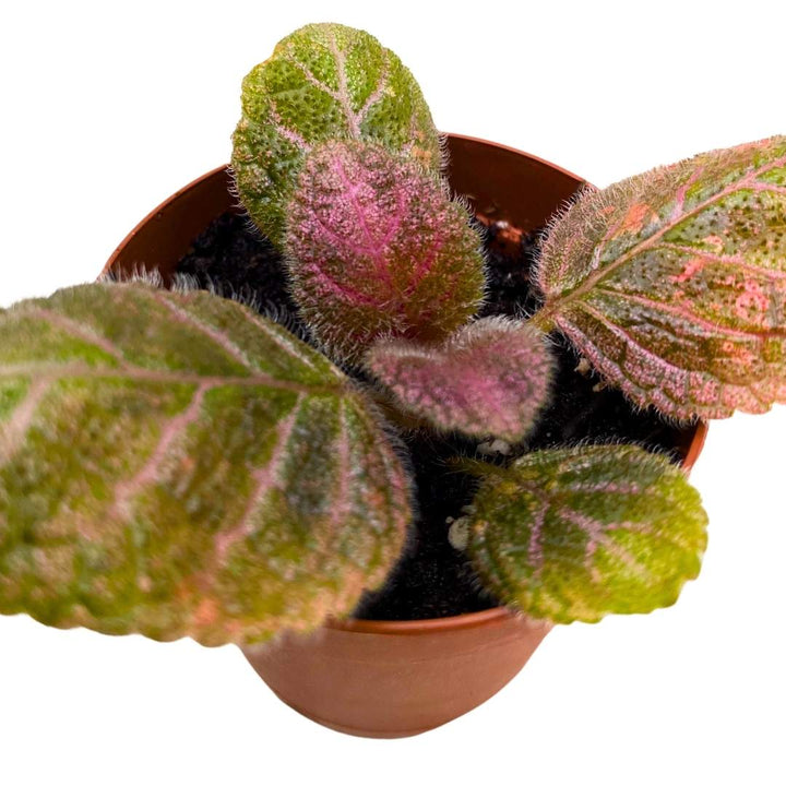 Episcia Pink Velvet Flame Violet 2 inch