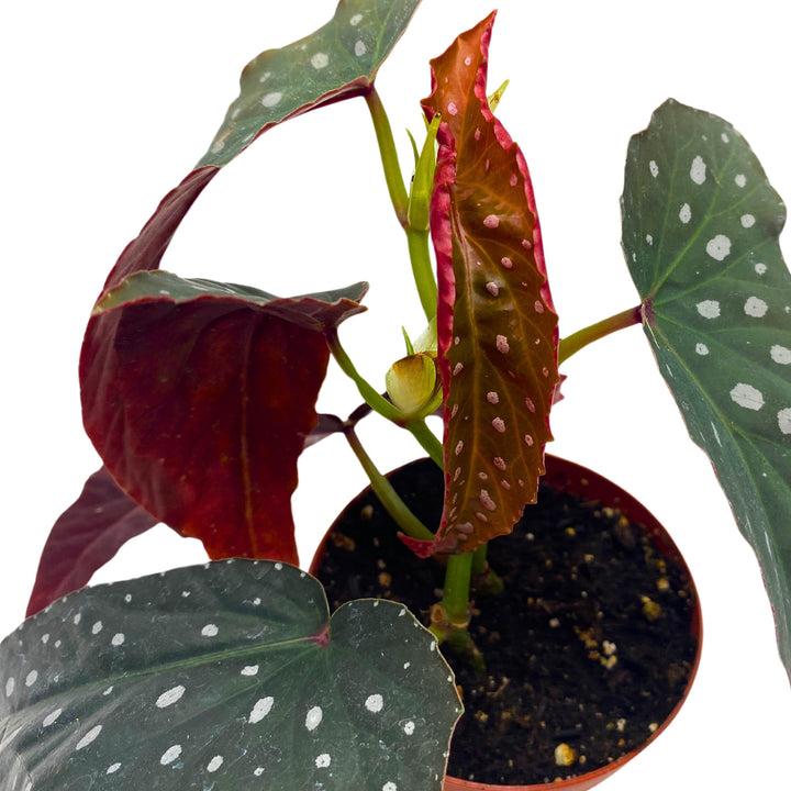 Harmony's Vixen Angel Wing Begonia 4 inch