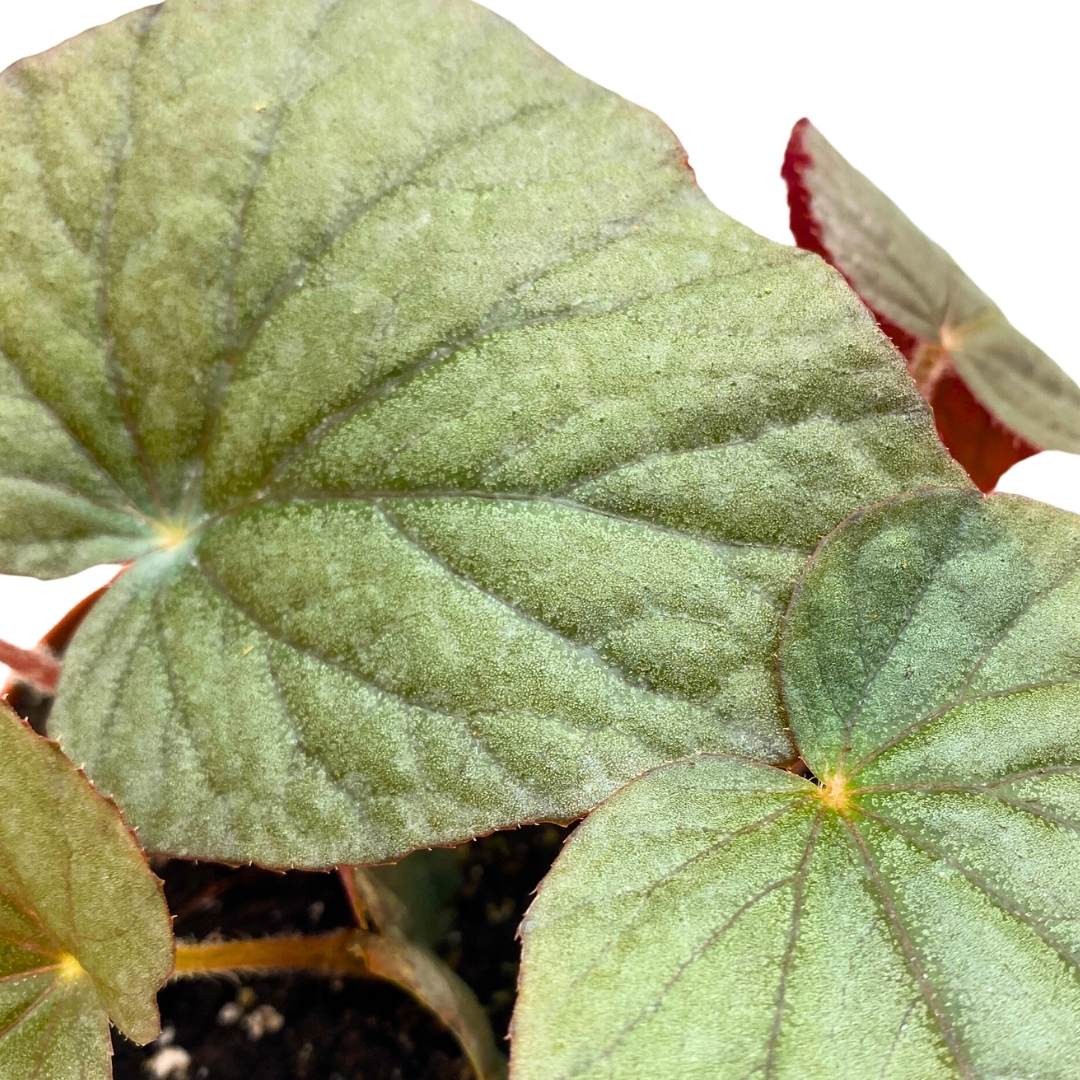 Begonia U508, 6 inch Gray Large Leaf Rhizo Rhizomatous