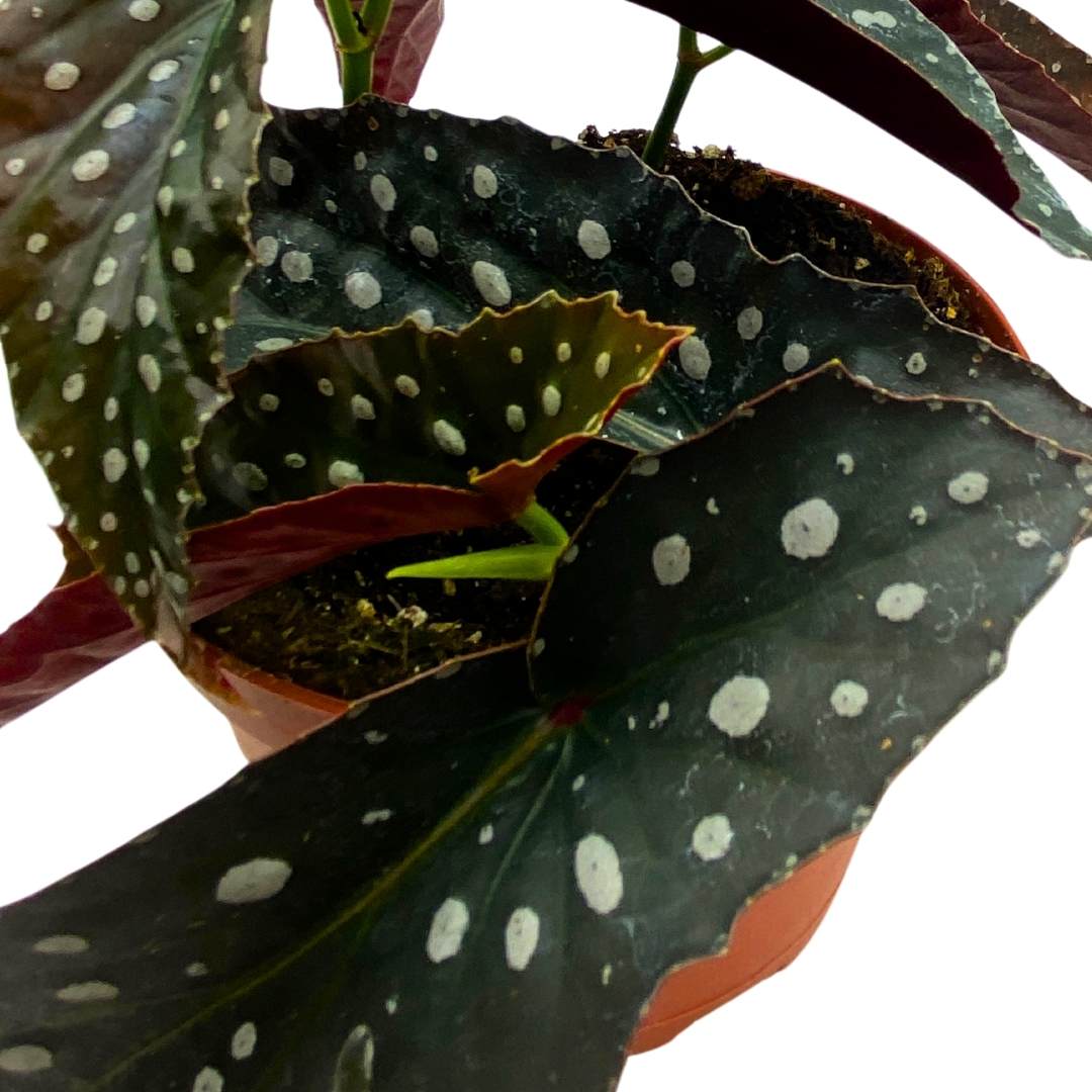 Harmony's Talon Angel Wing Cane Begonia 6 inch Narrow Leaves Silver Tips