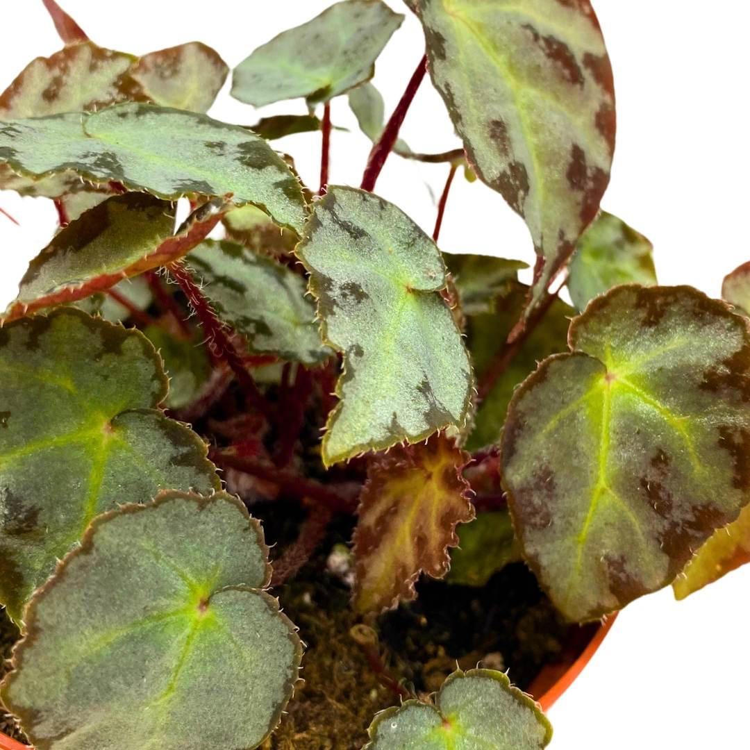 Begonia Wiformis 4 inch Rare – Harmony Foliage