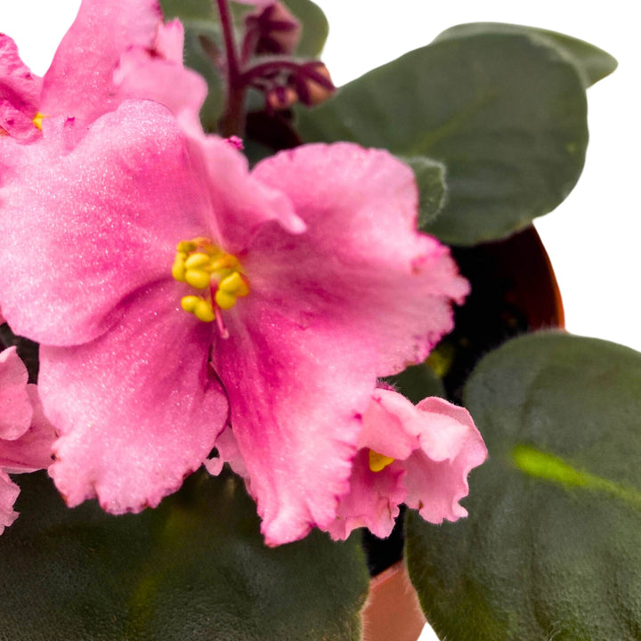 Kaylih Marie African Violet 4 inch