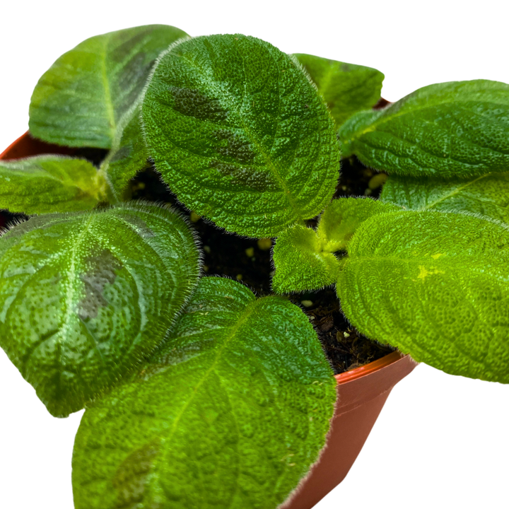 Harmony's Sorrento Sunrise Episcia 4 inch Green Flame Violet