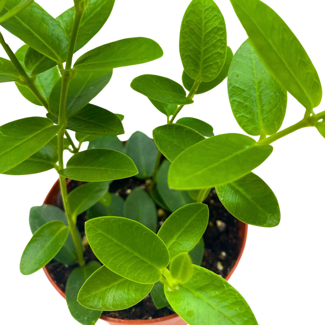 green jade wax plant - hoya Hoya cumingiana in a 4 inch pot small leaf wax plant – Harmony Foliage