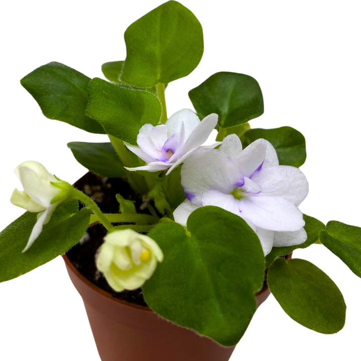 Mini African Violet Rob's Humpty Doo 2 inch White Flower