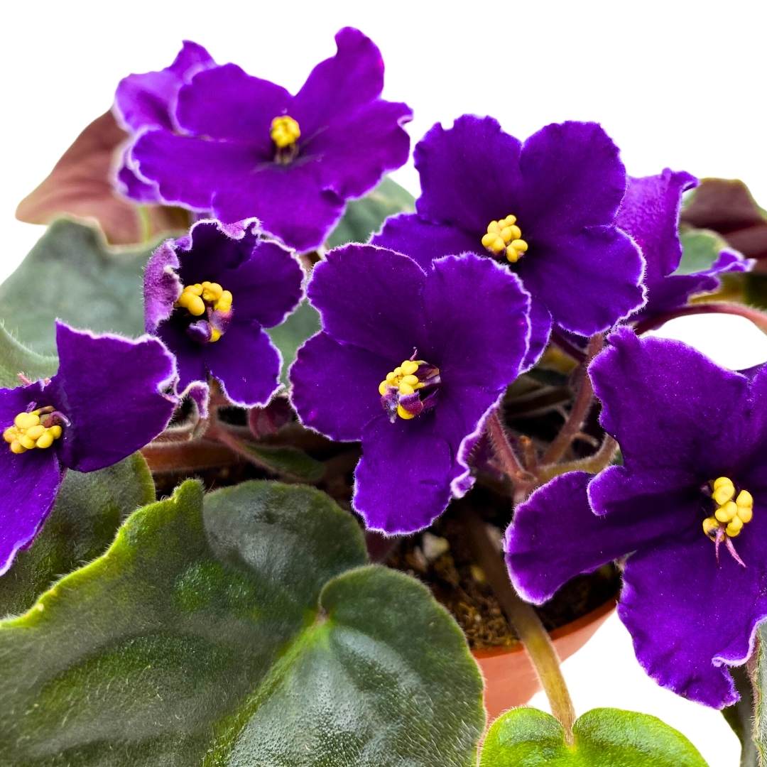 African Violet VaT Star Race 4 inch