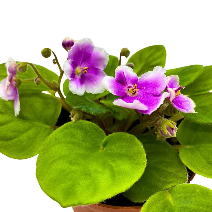 BE Phnom Penh African Violet, 4 inch, Gesneriad