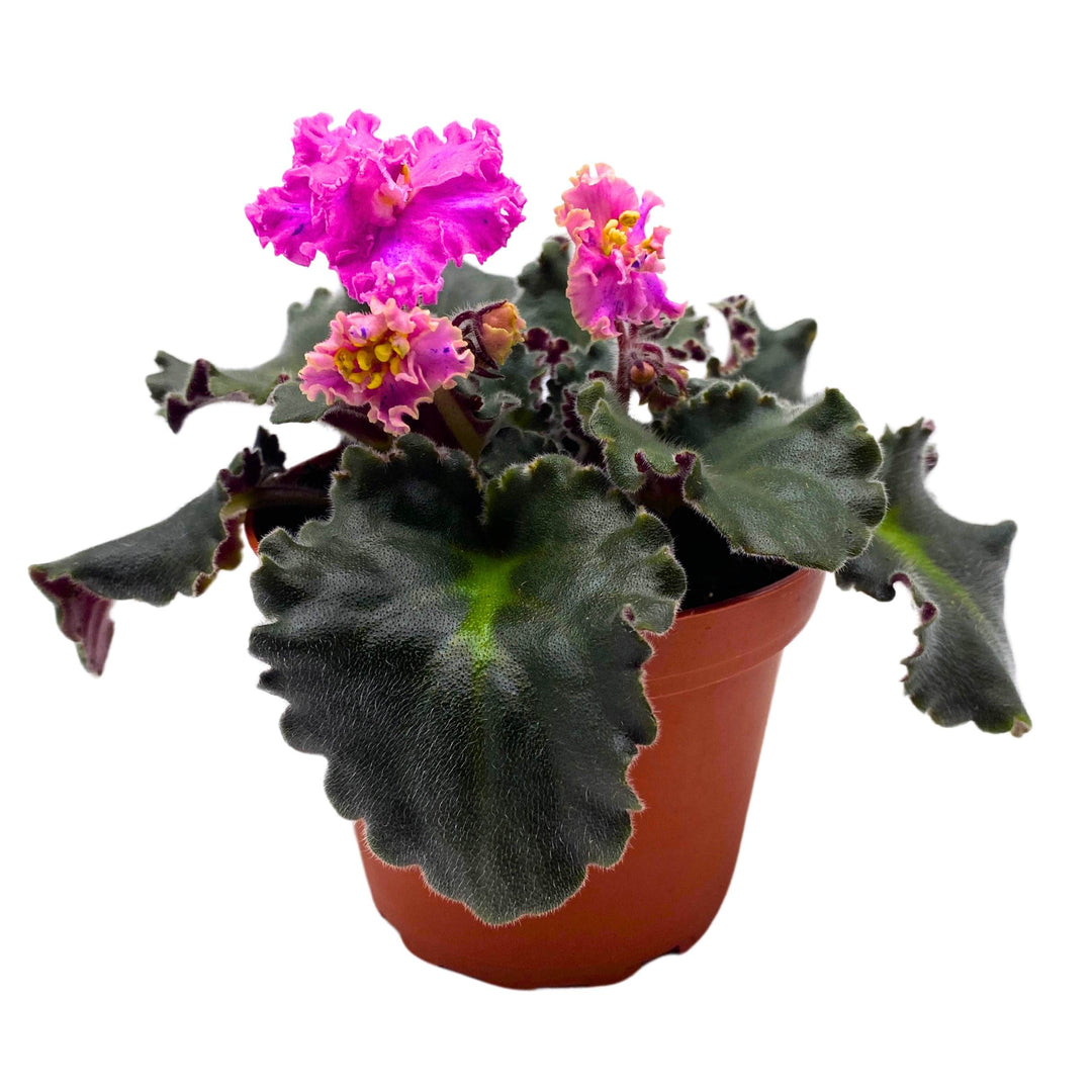 Harmony's Mustang Sally African Violet Saintpaulia 4 inch