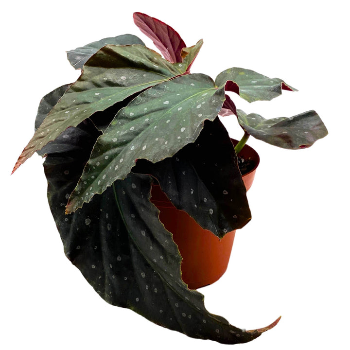 Harmony's Dark Avenger Angel Wing Cane Begonia 4 inch Grower's Choice