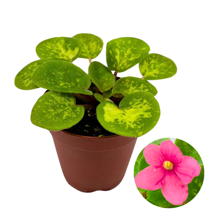 Mini African Violet Mac's Coral Carillon Variegated, 2 inch Pink Flower