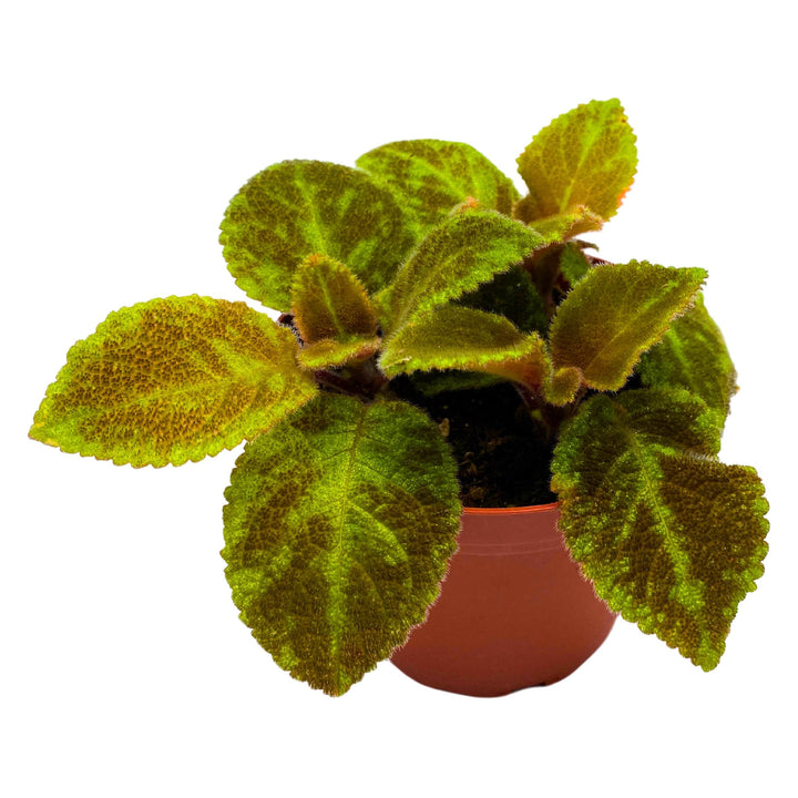 Episcia Green Emerald Velvet Flame Violet 4 inch