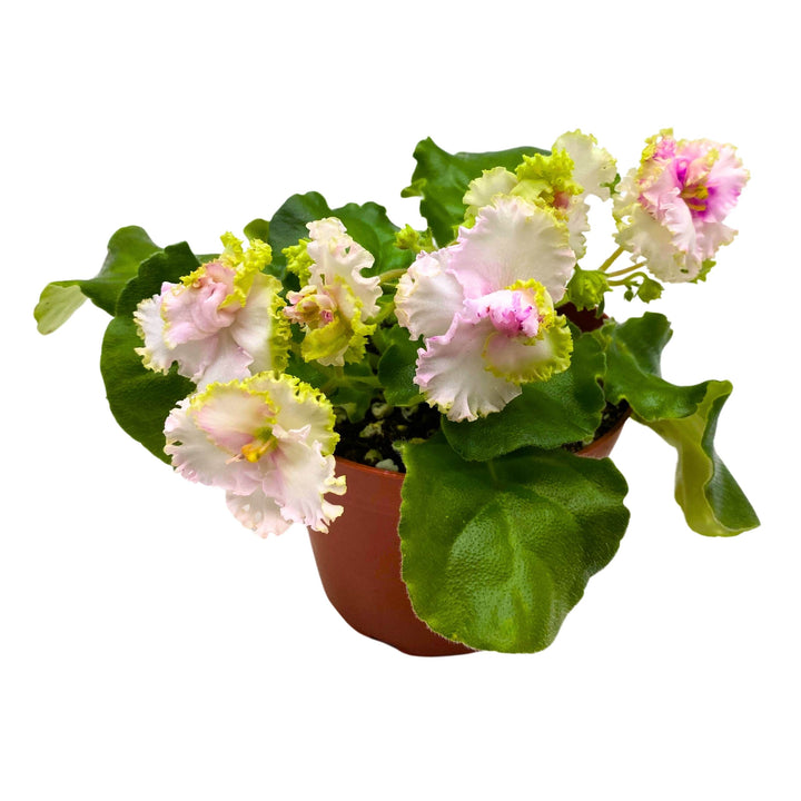 LE Green Rose African Violet Variegated Flower 4 inch