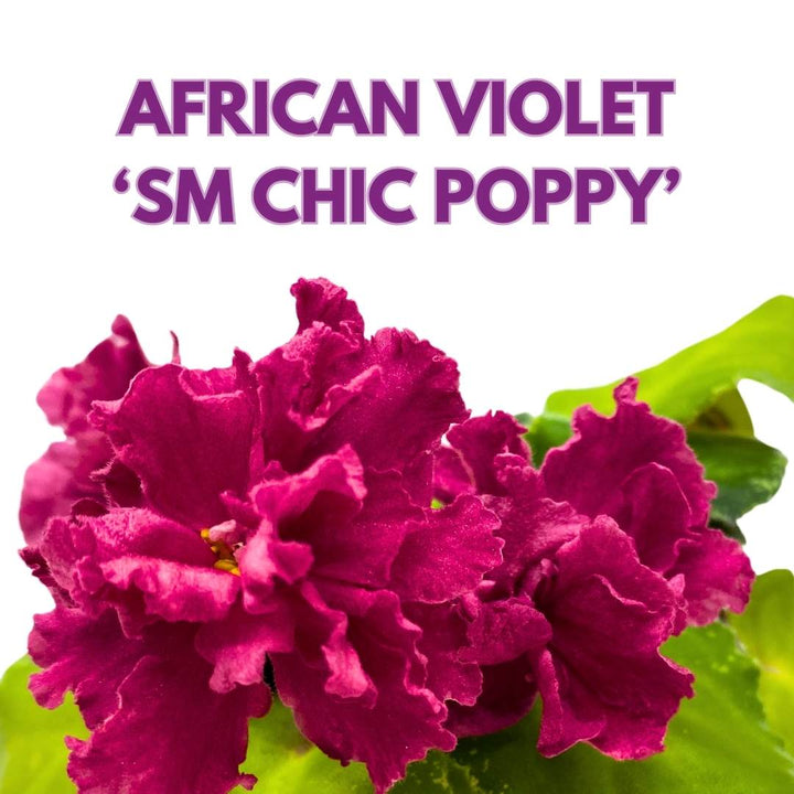 Variegated African Violet SM Chic Poppy, 4 inch Pink Ruffle Flower Saintpaulia Gesneriads