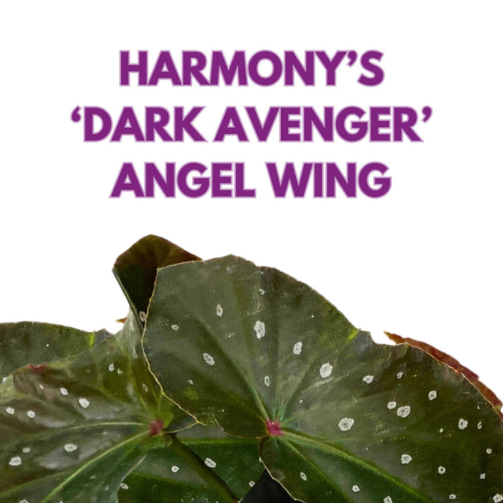 Harmony's Dark Avenger Angel Wing Cane Begonia 4 inch Grower's Choice