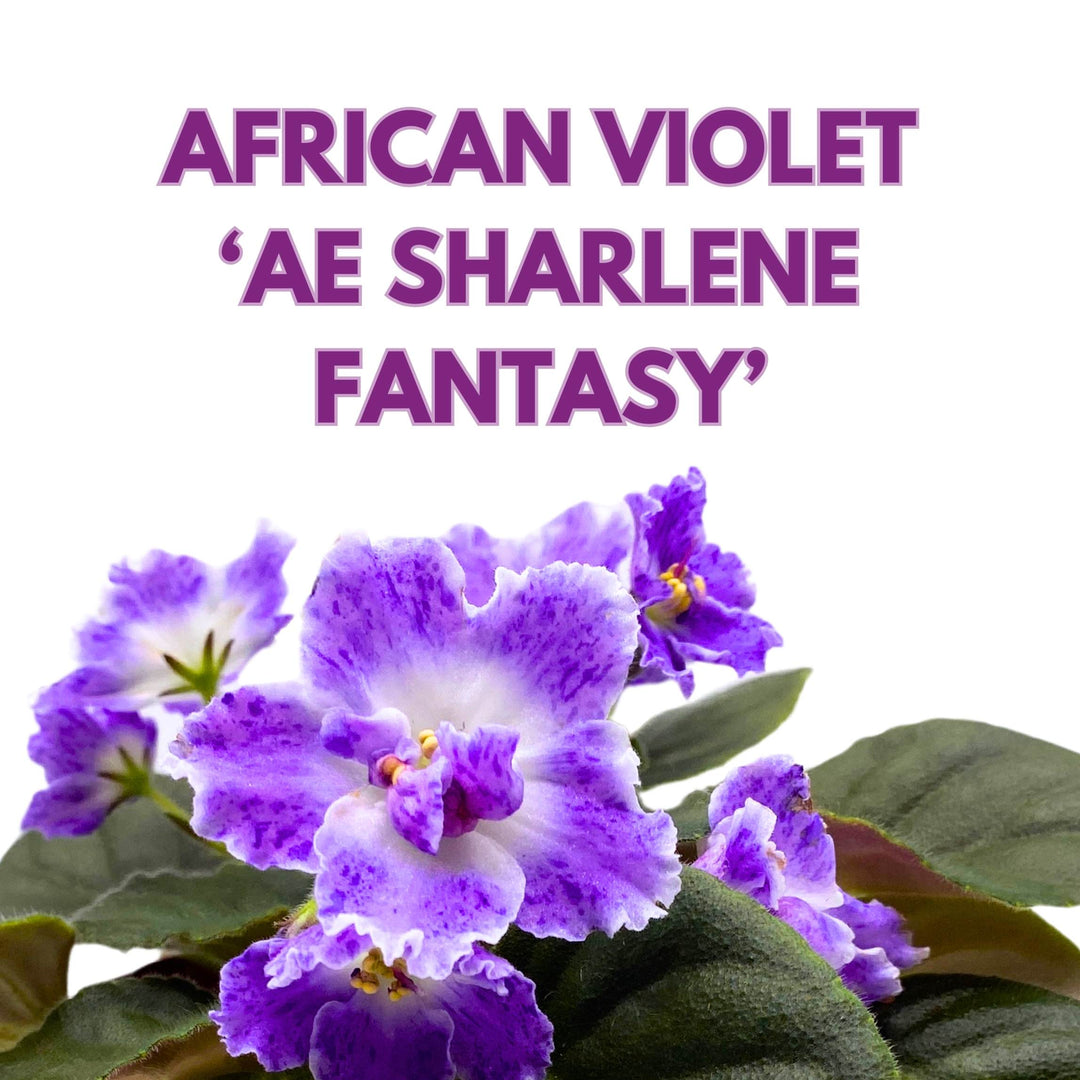 AE Sharlene Fantasy African Violet Saintpaulia 4 inch