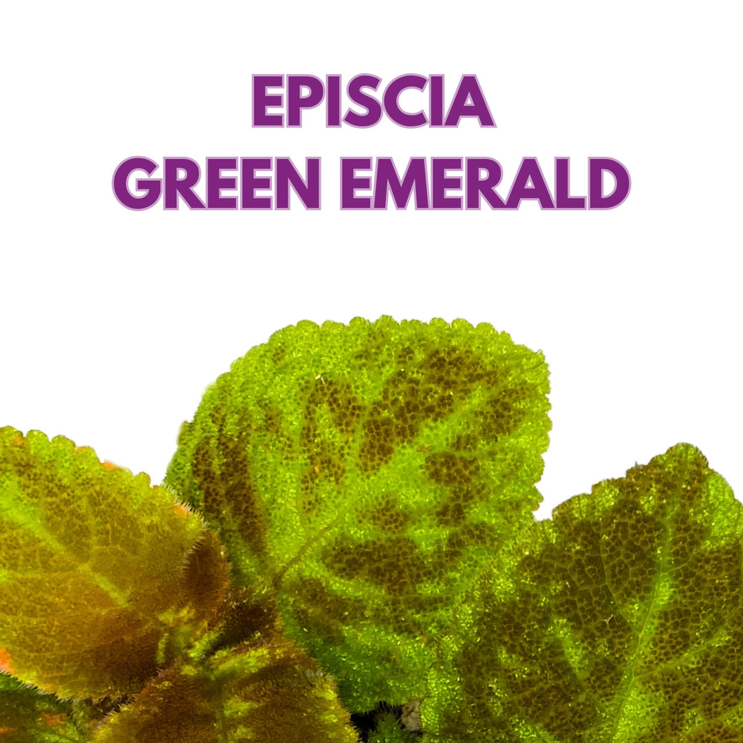 Episcia Green Emerald Velvet Flame Violet 4 inch