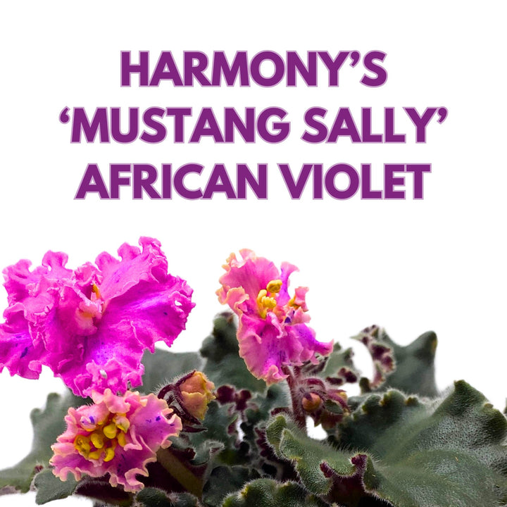 Harmony's Mustang Sally African Violet Saintpaulia 4 inch