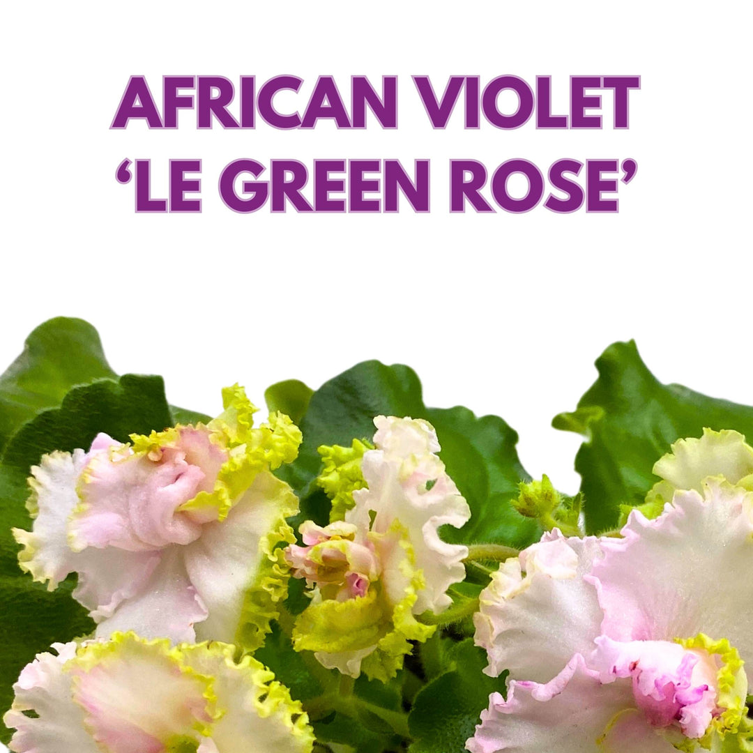 LE Green Rose African Violet Variegated Flower 4 inch