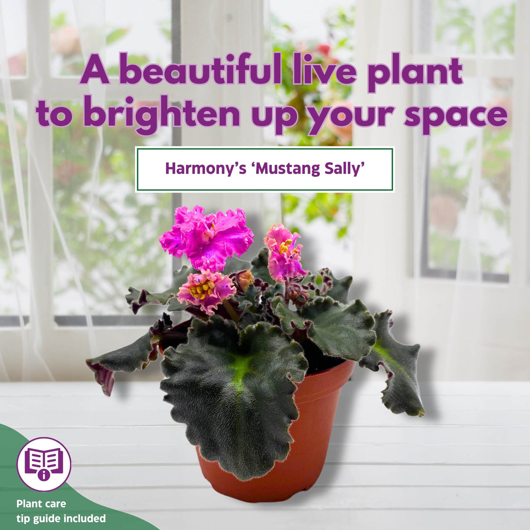 Harmony's Mustang Sally African Violet Saintpaulia 4 inch