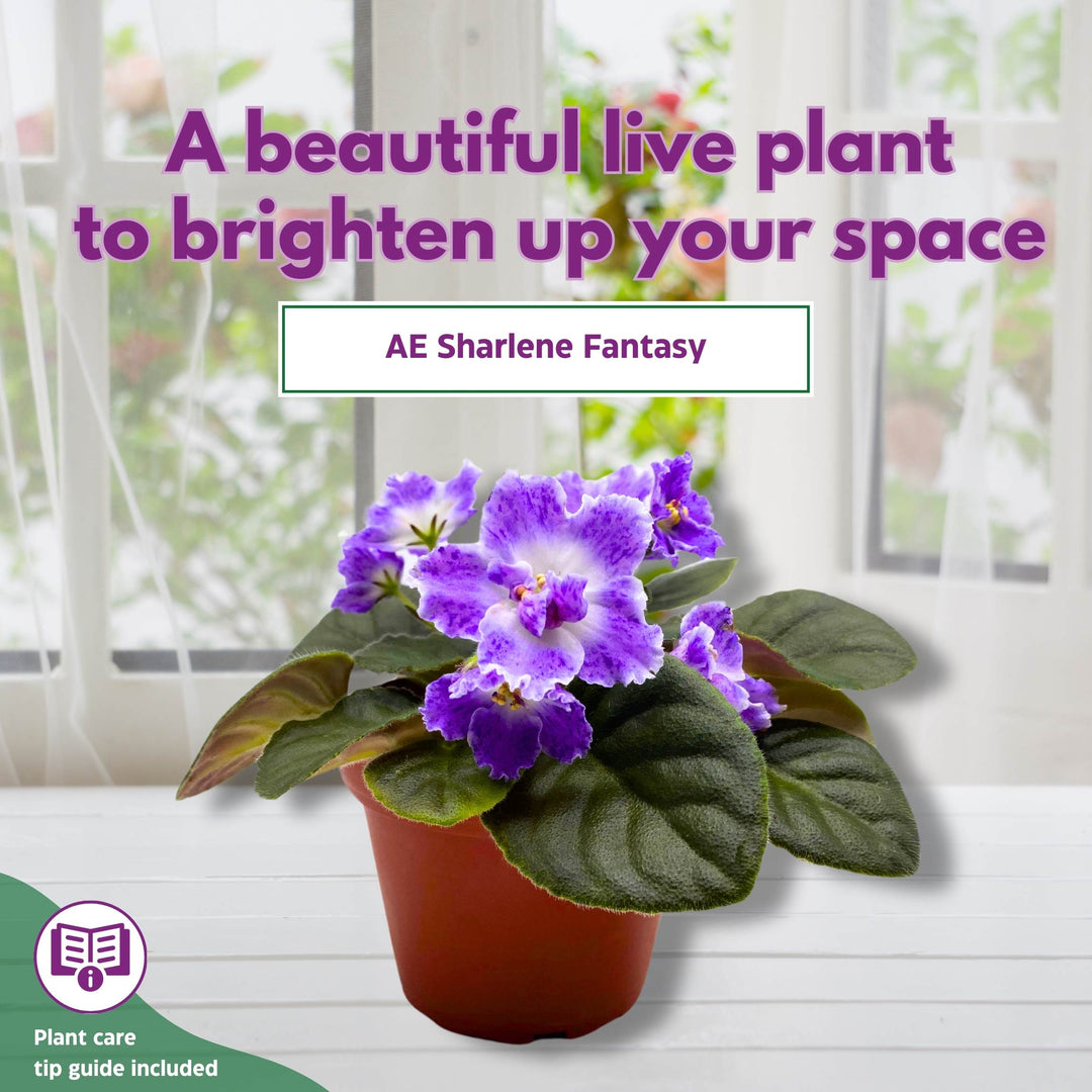 AE Sharlene Fantasy African Violet Saintpaulia 4 inch