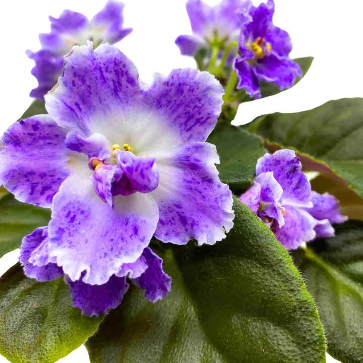 AE Sharlene Fantasy African Violet Saintpaulia 4 inch