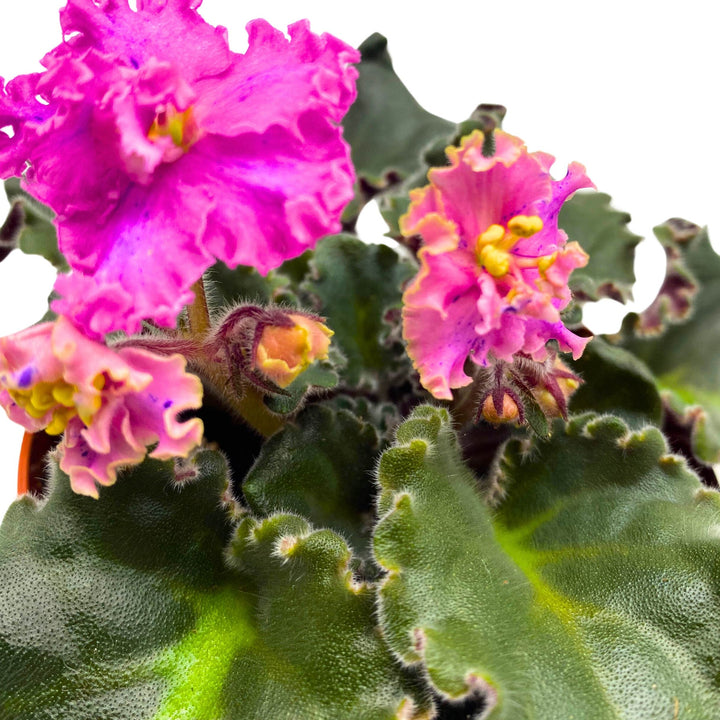 Harmony's Mustang Sally African Violet Saintpaulia 4 inch