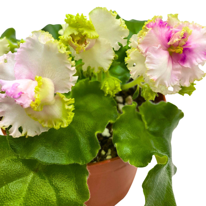 LE Green Rose African Violet Variegated Flower 4 inch