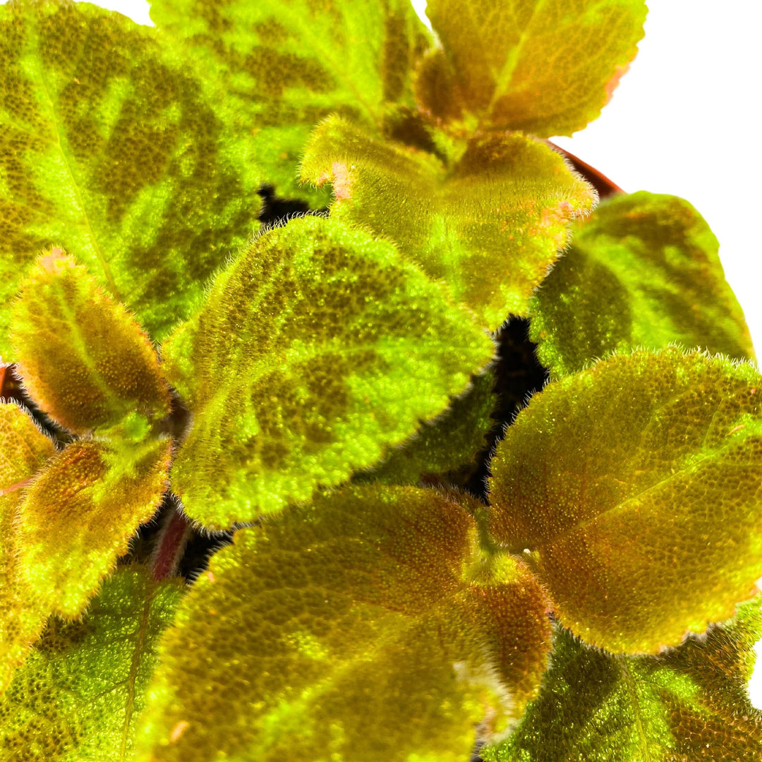 Episcia Green Emerald Velvet Flame Violet 4 inch