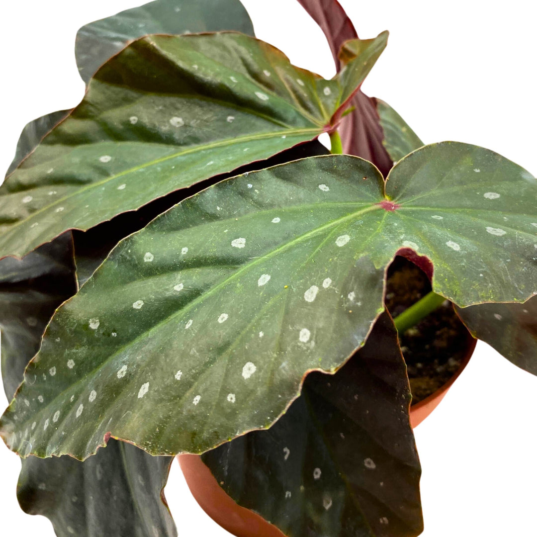 Harmony's Dark Avenger Angel Wing Cane Begonia 4 inch Grower's Choice