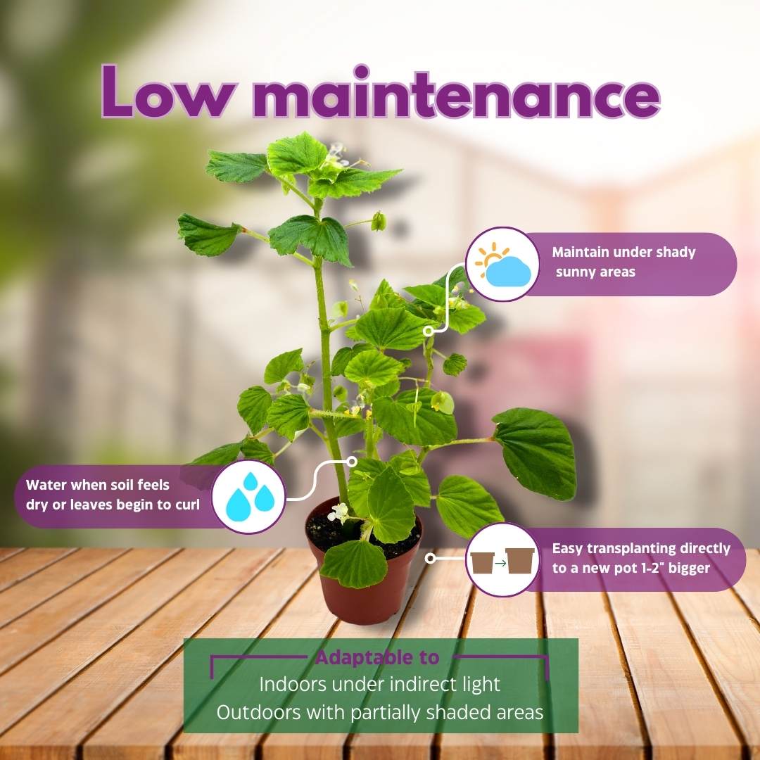 Begonia Hirtella Bearded Begonia Brazillian Angel Wing Hybrid Cane Begonia in a 4 inch pot