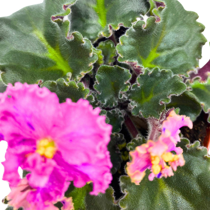 Harmony's Mustang Sally African Violet Saintpaulia 4 inch