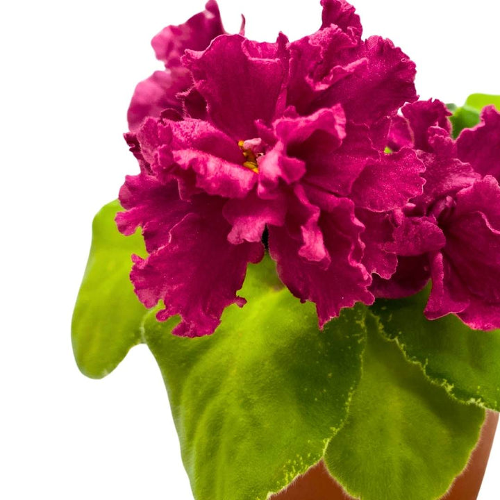 Variegated African Violet SM Chic Poppy, 4 inch Pink Ruffle Flower Saintpaulia Gesneriads