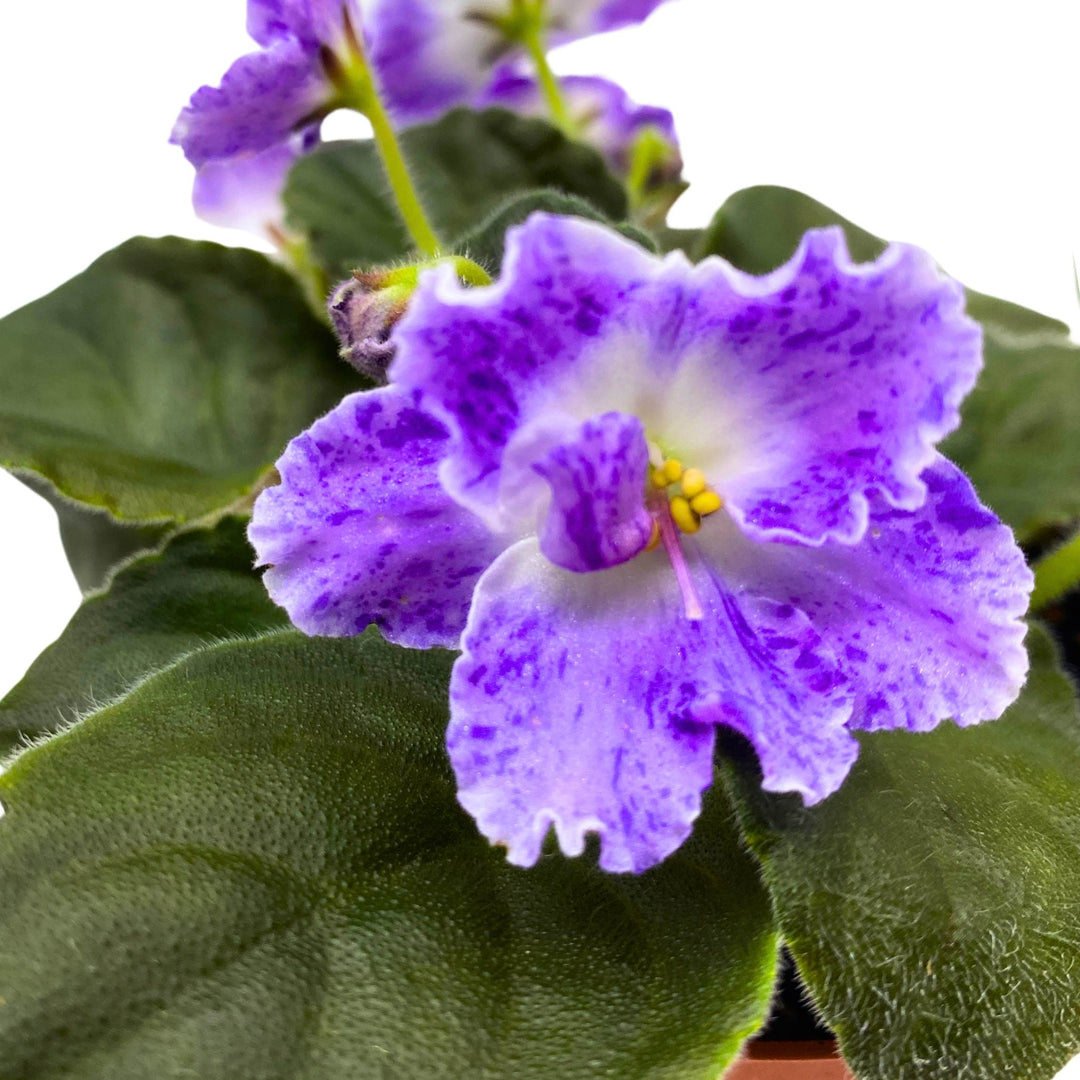 AE Sharlene Fantasy African Violet Saintpaulia 4 inch